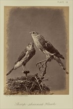 Sharp-shinned Hawk; William Notman, Canadian, born Scotland, 1826 - 1891, Montreal, Québec, Canada; 1876; Albumen silver print