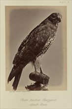 Red-tailed Buzzard, Adult Male; William Notman, Canadian, born Scotland, 1826 - 1891, Montreal, Québec, Canada; 1876; Albumen