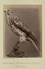 Winter Falcon, Red shouldered Buzzard, Immature; William Notman, Canadian, born Scotland, 1826 - 1891, Montreal, Québec