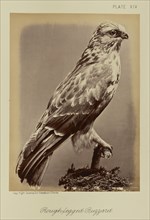 Rough-legged Buzzard; William Notman, Canadian, born Scotland, 1826 - 1891, Montreal, Québec, Canada; 1876; Albumen silver