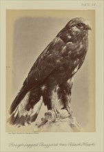 Rough-legged Buzzard var Black Hawk; William Notman, Canadian, born Scotland, 1826 - 1891, Montreal, Québec, Canada; 1876