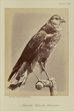 Marsh Hawk; Harrier; William Notman, Canadian, born Scotland, 1826 - 1891, Montreal, Québec, Canada; 1876; Albumen silver print