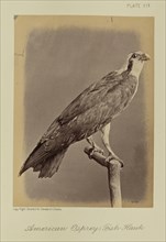 American Osprey; Fish Hawk; William Notman, Canadian, born Scotland, 1826 - 1891, Montreal, Québec, Canada; 1876; Albumen