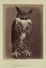 Great Horned Owl; William Notman, Canadian, born Scotland, 1826 - 1891, Montreal, Québec, Canada; 1876; Albumen silver print