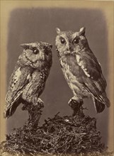 Screech Owl, Mottled Owl. Red & Gray stages; William Notman, Canadian, born Scotland, 1826 - 1891, Montreal, Québec, Canada