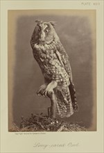 Long-eared Owl; William Notman, Canadian, born Scotland, 1826 - 1891, Montreal, Québec, Canada; 1876; Albumen silver print