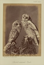 Short-eared Owl; William Notman, Canadian, born Scotland, 1826 - 1891, Montreal, Québec, Canada; 1876; Albumen silver print