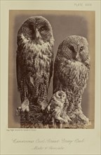 Cinereous Owl; Great Gray Owl. Male & Female; William Notman, Canadian, born Scotland, 1826 - 1891, Montreal, Québec, Canada