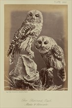 The Barred Owl, Male & Female; William Notman, Canadian, born Scotland, 1826 - 1891, Montreal, Québec, Canada; 1876; Albumen