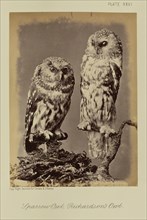 Sparrow Owl, Richardson's Owl; William Notman, Canadian, born Scotland, 1826 - 1891, Montreal, Québec, Canada; 1876; Albumen