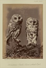 Acadian Owl; Saw-whet Owl; William Notman, Canadian, born Scotland, 1826 - 1891, Montreal, Québec, Canada; 1876; Albumen silver