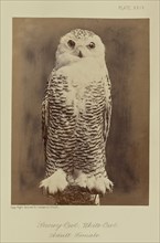 Snowy Owl, White Owl. Adult Female; William Notman, Canadian, born Scotland, 1826 - 1891, Montreal, Québec, Canada; 1876
