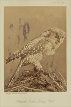 Hawk Owl; Day Owl; William Notman, Canadian, born Scotland, 1826 - 1891, Montreal, Québec, Canada; 1876; Albumen silver print