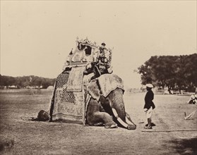 H.E. The Viceroy's Elephant; Bourne & Shepherd, English, founded 1863, London, England; 1877; Woodburytype; 14 x 17.5 cm