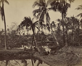 Jungle Scene in Bengal; Samuel Bourne, English, 1834 - 1912, Bengal, India; 1867 - 1868; Albumen silver print