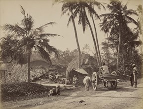 Jungle Scene in Bengal; Samuel Bourne, English, 1834 - 1912, Bengal, India; 1867 - 1868; Albumen silver print