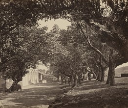 The Oriental Hotel, Galle, Ceylon; Galle, Sri Lanka; about 1863 - 1874; Albumen silver print