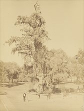 Mexico. Hernan Cortes' Tree Near Mexico; Abel Briquet, French, 1833 - ?, Mexico City, Mexico; 1860s - 1880s; Albumen silver