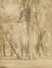 Mexico. Grove of Chapultepec, Near of Mexico; Abel Briquet, French, 1833 - ?, Mexico City, Mexico; 1860s - 1880s; Albumen