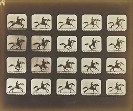 Running, Galloping, Eadweard J. Muybridge, American, born England, 1830 - 1904, United States; 1878 - 1881; Iron salt process