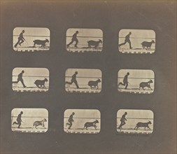 Running; Eadweard J. Muybridge, American, born England, 1830 - 1904, United States; 1878 - 1881; Iron salt process; 18.9 x 22.6