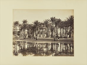 Caire, Palmiers; Félix Bonfils, French, 1831 - 1885, 1870s; Albumen silver print