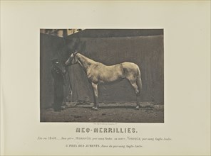 Meg-Merrillies; Adrien Alban Tournachon, French, 1825 - 1903, France; 1860; Salted paper print; 17.1 × 22.5 cm