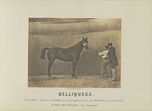 Belliqueux; Adrien Alban Tournachon, French, 1825 - 1903, France; 1860; Salted paper print; 17.7 × 23.5 cm, 6 15,16 × 9 1,4 in