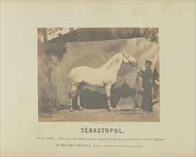 Sébastopol; Adrien Alban Tournachon, French, 1825 - 1903, France; 1860; Salted paper print; 17.2 × 22.3 cm, 6 3,4 × 8 3,4 in