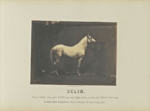Selim; Adrien Alban Tournachon, French, 1825 - 1903, France; 1860; Salted paper print; 16.6 × 22.3 cm, 6 9,16 × 8 3,4 in