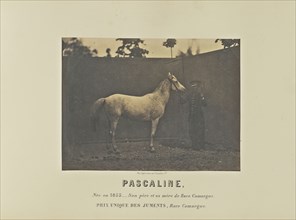 Pascaline; Adrien Alban Tournachon, French, 1825 - 1903, France; 1860; Salted paper print; 16.7 × 22.5 cm, 6 9,16 × 8 7,8 in