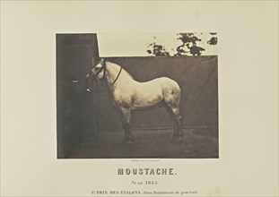 Moustache; Adrien Alban Tournachon, French, 1825 - 1903, France; 1860; Salted paper print; 17.3 × 22.2 cm, 6 13,16 × 8 3,4 in