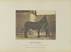 Lafleur; Adrien Alban Tournachon, French, 1825 - 1903, France; 1860; Salted paper print; 16.4 × 22.3 cm, 6 7,16 × 8 3,4 in