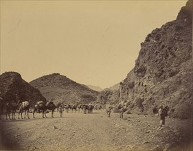 Group of camels; John Burke, British, active 1860s - 1870s, Afghanistan; 1878 - 1879; Albumen silver print