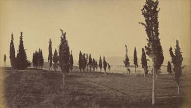 Trees in field; John Burke, British, active 1860s - 1870s, Afghanistan; 1878 - 1879; Albumen silver print