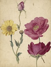 A Sheet of Studies with French Roses and an Oxeye Daisy; Jacques Le Moyne de Morgues, French, about 1533 - 1588, about 1570