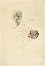 Carnations; Georg Dionysius Ehret, German, 1708 - 1770, Germany; 1750s; Gouache and graphite on vellum; 53.3 x 37 cm