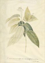 Cinnamomum; Georg Dionysius Ehret, German, 1708 - 1770, Germany; 1759; Gouache and graphite on vellum; 47.3 x 33.7 cm