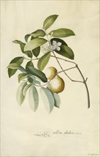 Guava; Georg Dionysius Ehret, German, 1708 - 1770, Germany; 1750s; Gouache and graphite on vellum; 52.7 x 35.6 cm