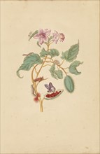 The Rocu Tree with Caterpillars, Moths, and Butterflies; Maria Sibylla Merian, German, 1647 - 1717, Netherlands; 1730,1771