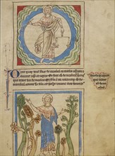 The Creation of Heaven and Earth; The Creation of the Trees; England; about 1250 - 1260; Pen-and-ink drawings tinted with body