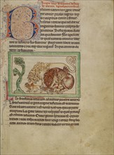 Lions; England; about 1250 - 1260; Pen-and-ink drawings tinted with body color and translucent washes on parchment; Leaf