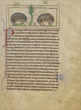 Hedgehogs; England; about 1250 - 1260; Pen-and-ink drawings tinted with body color and translucent washes on parchment; Leaf