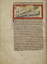 A Hyena; England; about 1250 - 1260; Pen-and-ink drawings tinted with body color and translucent washes on parchment; Leaf