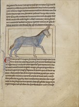 A Wild Donkey; England; about 1250 - 1260; Pen-and-ink drawings tinted with body color and translucent washes on parchment