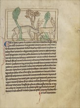 Deer; England; about 1250 - 1260; Pen-and-ink drawings tinted with body color and translucent washes on parchment; Leaf
