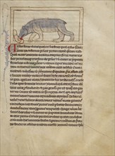 A Bear; England; about 1250 - 1260; Pen-and-ink drawings tinted with body color and translucent washes on parchment; Leaf