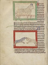 A Sheep; A Ram; England; about 1250 - 1260; Pen-and-ink drawings tinted with body color and translucent washes on parchment