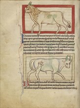 A Bull; An Ox; England; about 1250 - 1260; Pen-and-ink drawings tinted with body color and translucent washes on parchment; Leaf