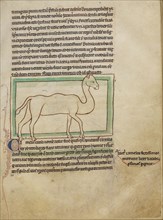 A Camel; England; about 1250 - 1260; Pen-and-ink drawings tinted with body color and translucent washes on parchment; Leaf